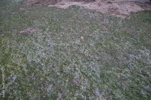 A worn-out winter lawn in a garden, showing patches of dry, discolored grass, with a bare and cold seasonal atmosphere highlighting the effects of winter.