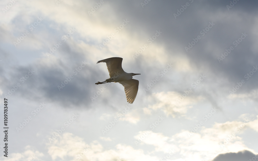 Egretta garzetta flying under clouds, isolated
