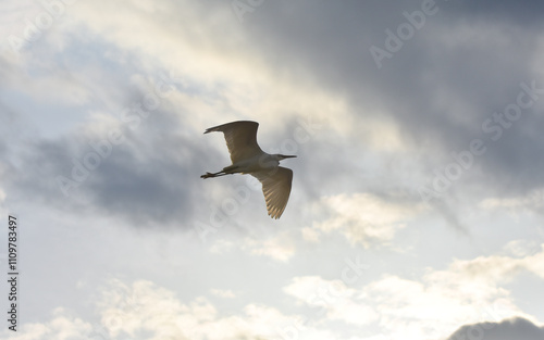 Obraz na płótnie Egretta garzetta flying under clouds, isolated w salonie