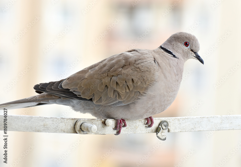 Dove standing on shutter, eurasian collared dove, closeup, isolated