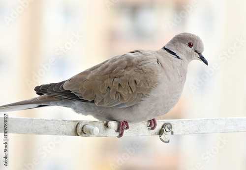 Obraz na płótnie Dove standing on shutter, eurasian collared dove, closeup, isolated w salonie