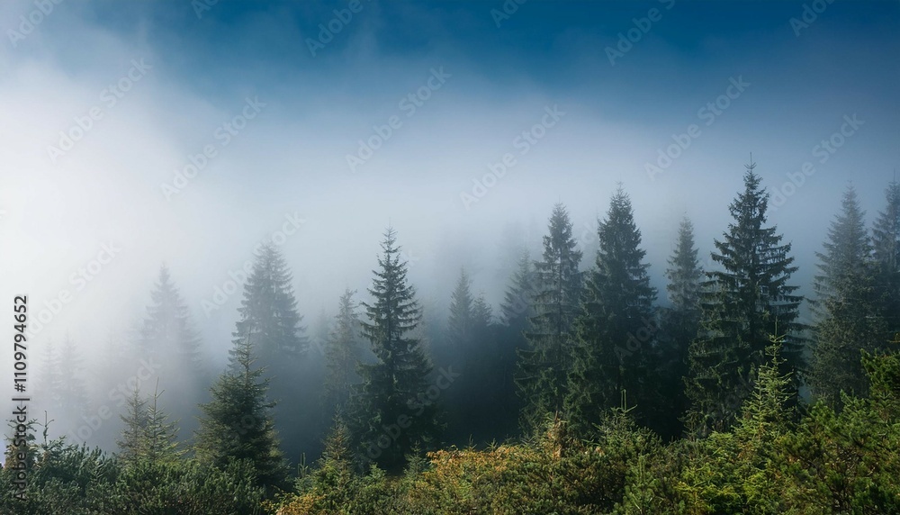 trees in morning fog view of foggy forest trees in morning fog view of foggy forest