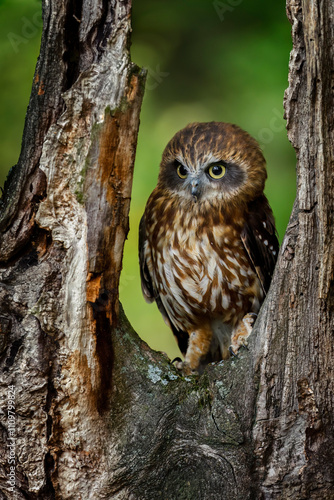 Adorable owl. Portrait of Australian boobook, Ninox boobook, perched in rotten eucalypt stump. Smallest owl on Australian mainland. Beautiful brown owl with yellow eyes. Autumn in nature. Wildlife.