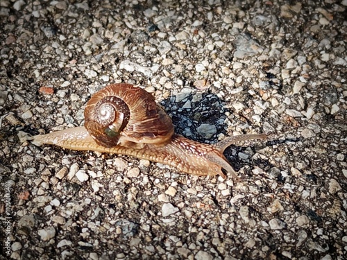 snail  photo