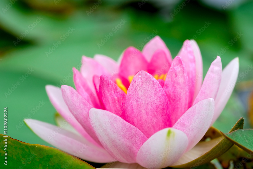 Pink water lily. Side view purple water lily in bloom. Nymphaea Dark Pink Water Lilies for Pond Pink water lily. Side view purple water lily in bloom. Nymphaea Dark Pink Water Lilies for Pond