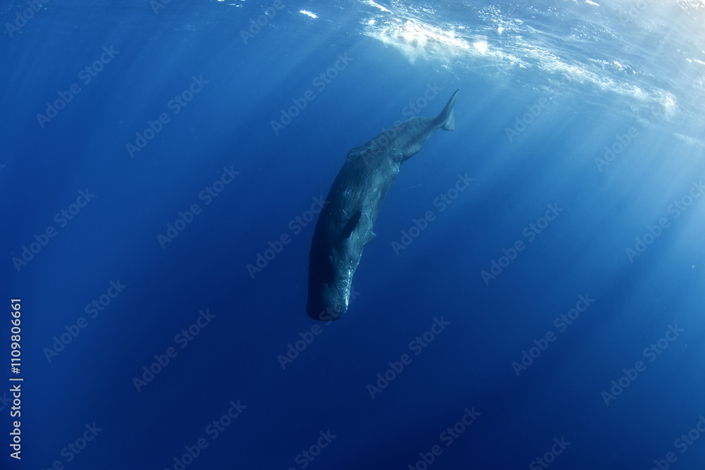 Obraz premium Sperm whales breathing on the surface. Huge whales in blue ocean. Swimming with physeter macrocephalus in Indian ocean.