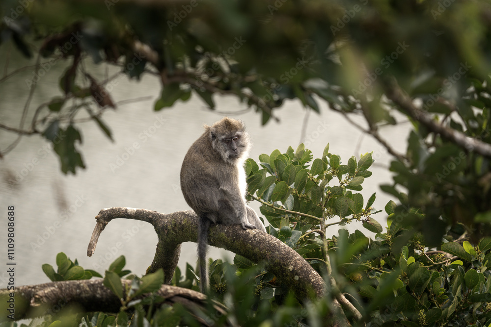 Crab eating macaque is hiding on the tree. Invasive macaque on the Mauritius island. Troop of monkey is looking for fruits on in the forest. Crab eating macaque is hiding on the tree. Invasive macaque on the Mauritius island. Troop of monkey is looking for fruits on in the forest.