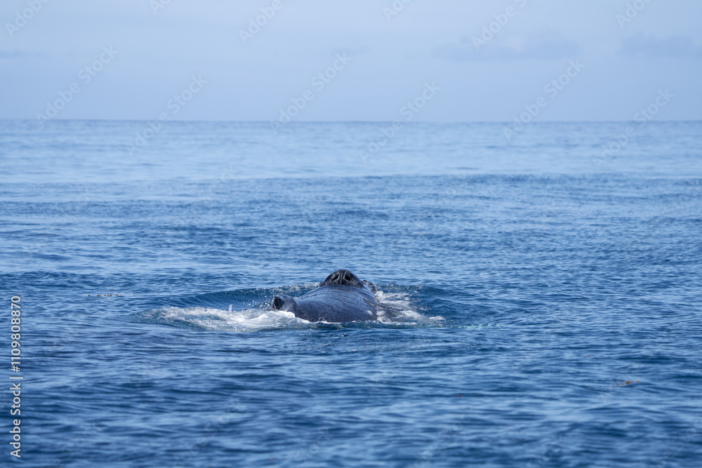 Fototapeta premium Whale activities on the surface. Humpback whale is breathing on the surface. Marine life in ocean. 