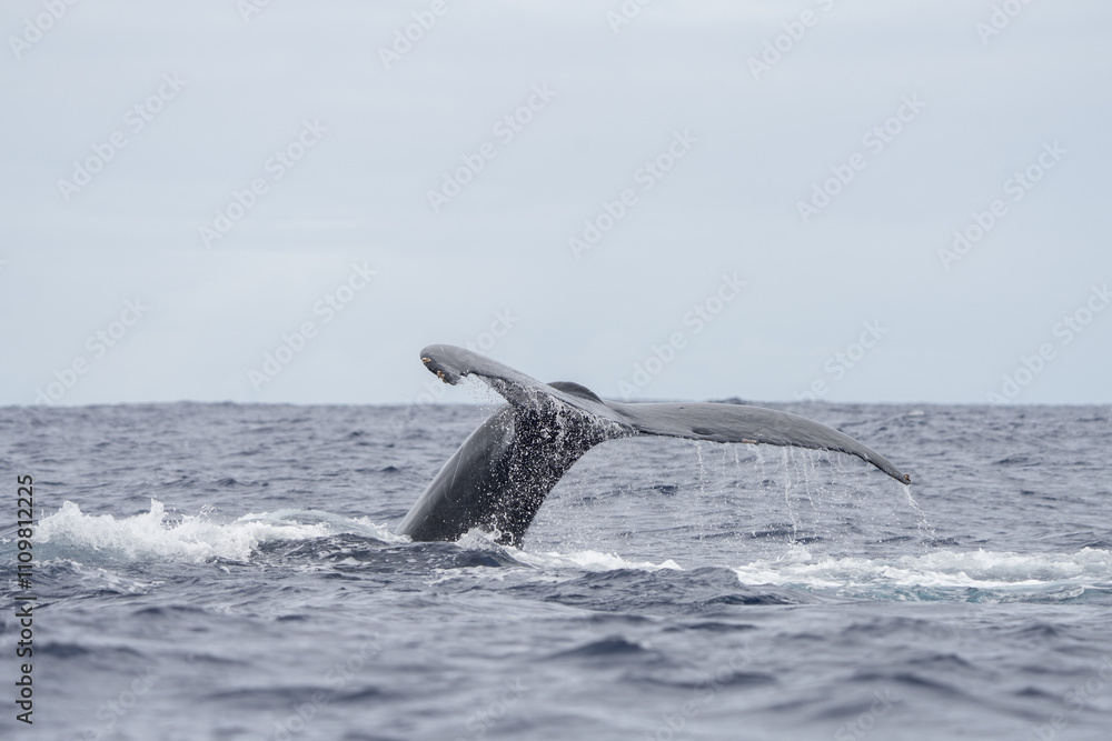 Obraz premium Humpback whale is breathing on the surface. Marine life in Indian ocean. Calm whale around the coast of Mauritius.