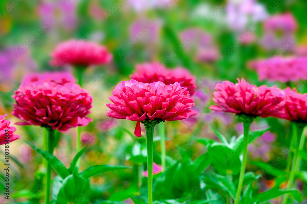 Macro Pink zinnia flower heads. Macro vivid purple petals of the flowers Macro Pink zinnia flower heads. Macro vivid purple petals of the flowers