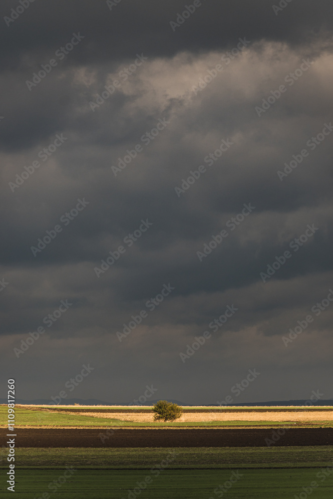 Fototapeta premium Lonely tree in a field under a cloudy sky