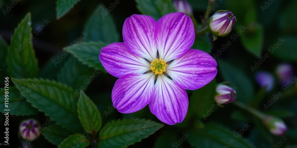 Fototapeta premium Vibrant purple flower petals and leaves, plant, flower