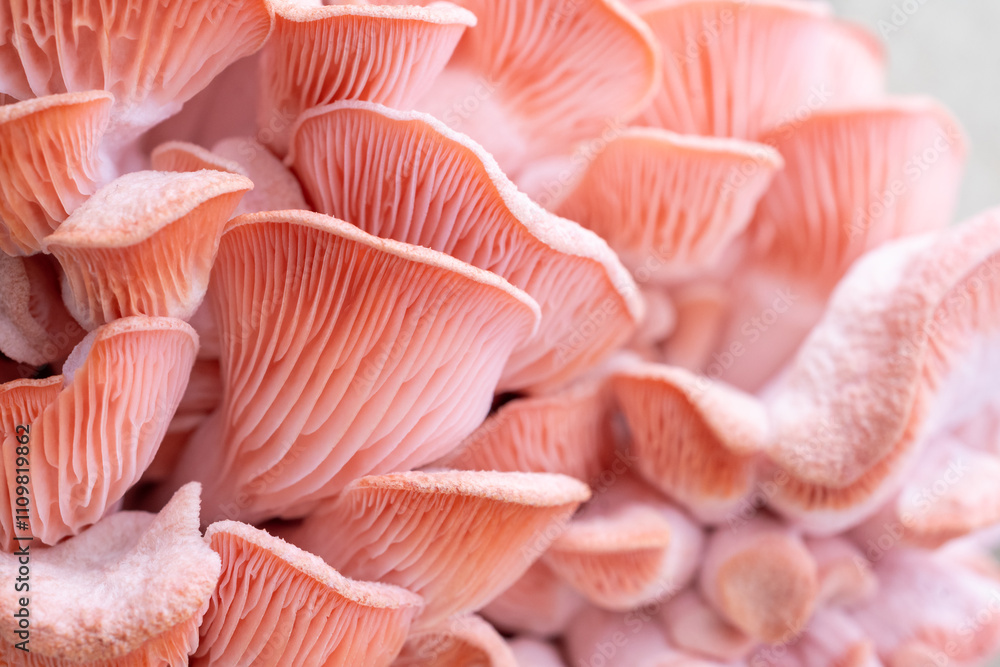 Pink oyster mushrooms close up shot Pink oyster mushrooms close up shot