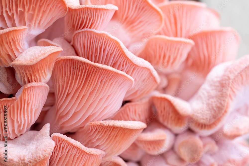 Pink oyster mushrooms close up shot Pink oyster mushrooms close up shot