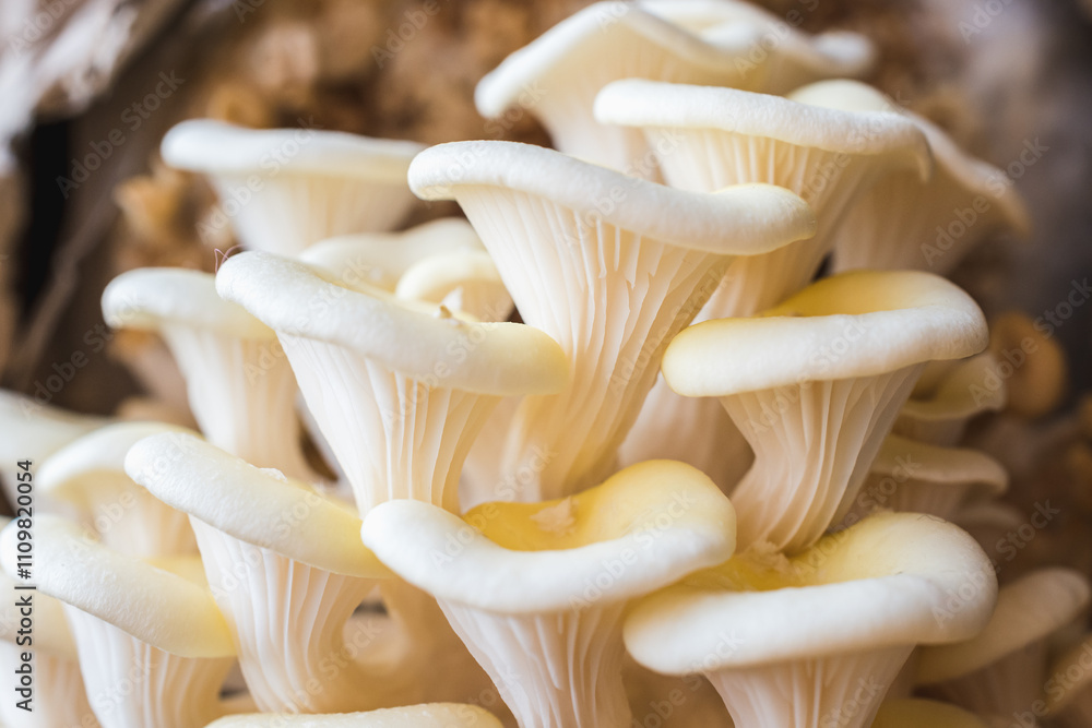 White oyster mushrooms close up shot