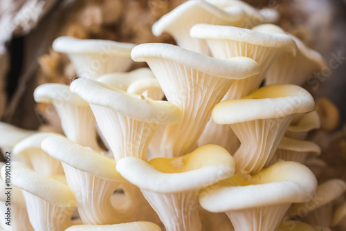 White oyster mushrooms close up shot photo