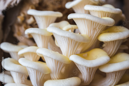 White oyster mushrooms close up shot photo