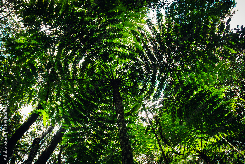 Fototapeta premium Grand and robust underneath view of a large green plantation of typical American tree ferns (Samambaiaçu - Xaxim) on a sunny day, ideal for designs and backgrounds