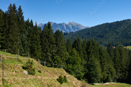 Alpine Meadows, Pine Forests, and the Azure Sky. Summer Meadows and Evergreen Forests Beneath Blue Skies. Mountain: Grazing Pastures and Pine-Laden Slopes in Summer. Nature Alpine Ecosystem Harmony