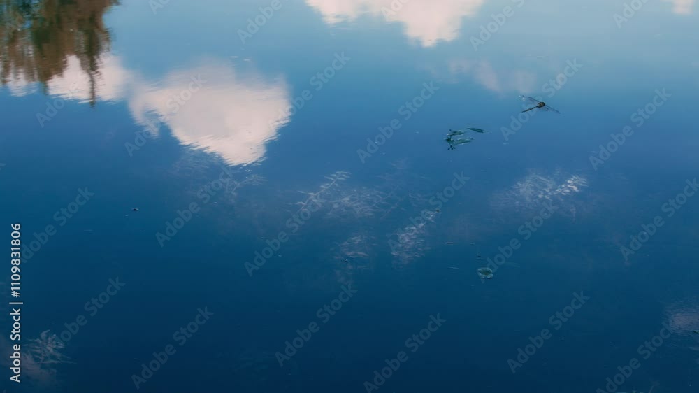 Dragonfly flying above the pond water with clean sky reflection Dragonfly flying above the pond water with clean sky reflection