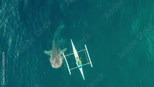 Aerial drone view fishermen feeding krill to giant whale sharks Rhincodon typus from boats in sea. Philippines, Oslob. These sharks have no teeth and are filter feeders. High quality 4k footage