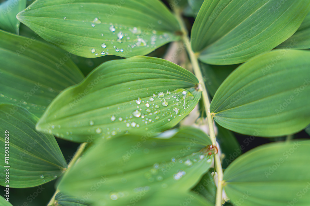 Green leaves with water droplets in a shaded forest Green leaves with water droplets in a shaded forest