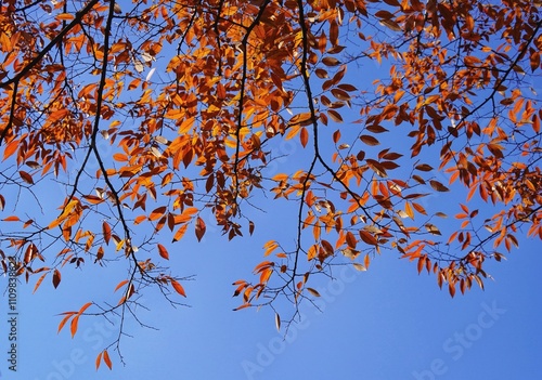 The red leaves under the blue sky in early winter are fiery red