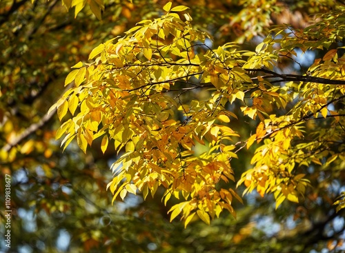 Beautiful yellow leaves in the park in early winter