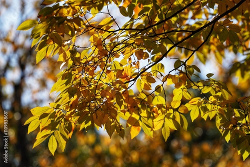 Beautiful yellow leaves in the park in early winter