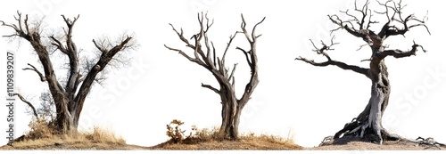 Three Dead Trees Isolated Against White Background