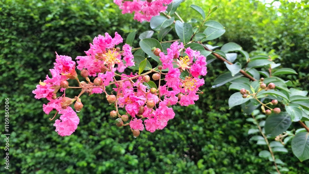 Close-Up of Pink Crape Myrtle Flowers (Lagerstroemia Indica) with Morning Dew, Perfect as a Background, Wallpaper, or Nature-Themed Design Element in HD Quality