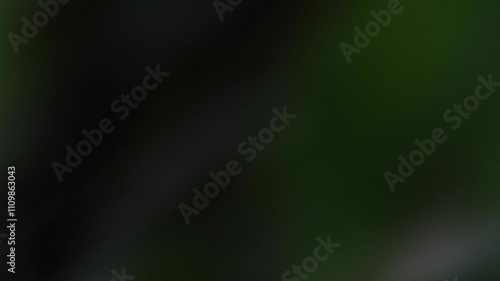 Video Swipe Transitions