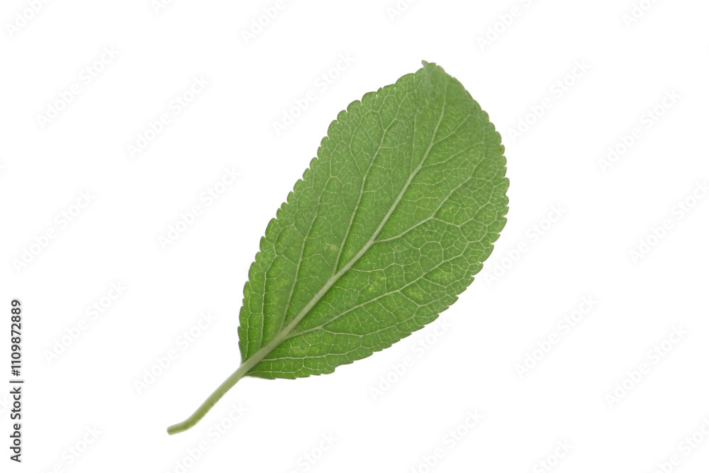 Fototapeta premium One green plum leaf isolated on white