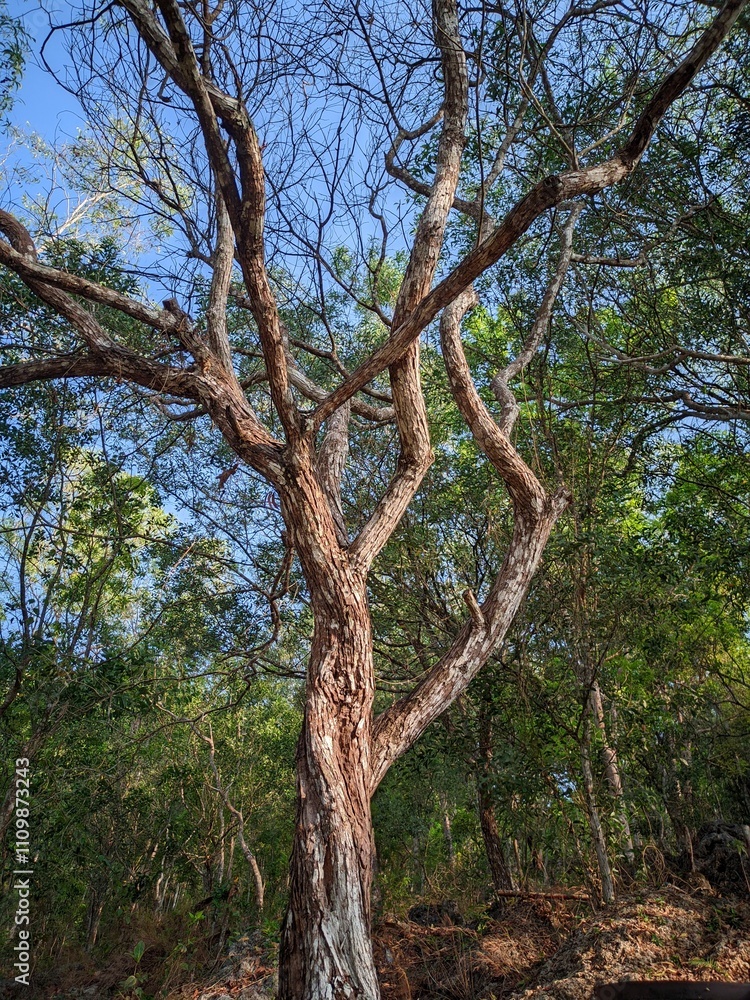 Obraz premium The trunk of the acacia tree with a unique shape. 