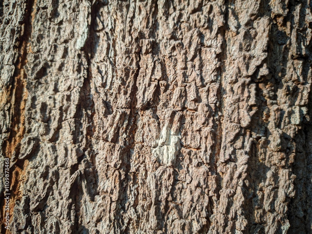 Close up photos of bark surfaces for background and other purposes. Close up photos of bark surfaces for background and other purposes.