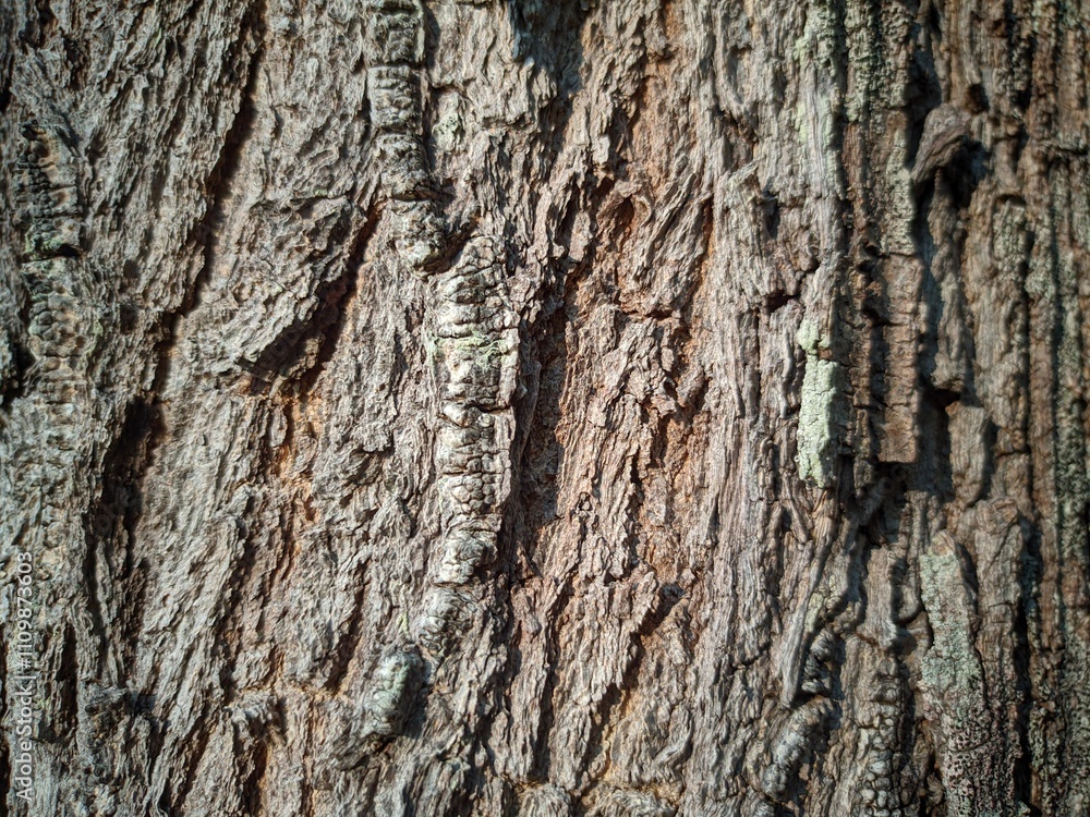 Close up photos of bark surfaces for background and other purposes. Close up photos of bark surfaces for background and other purposes.