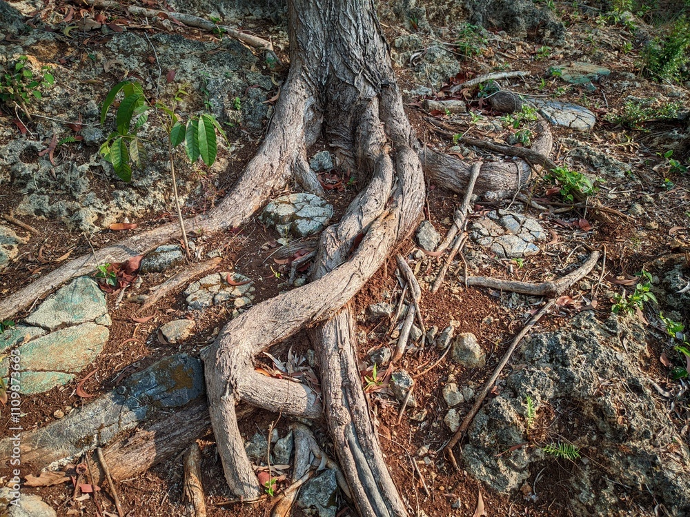 The trunk of an acacia tree with its roots that emerge to the ground surface, grips the rocky and barren soil. The trunk of an acacia tree with its roots that emerge to the ground surface, grips the rocky and barren soil.
