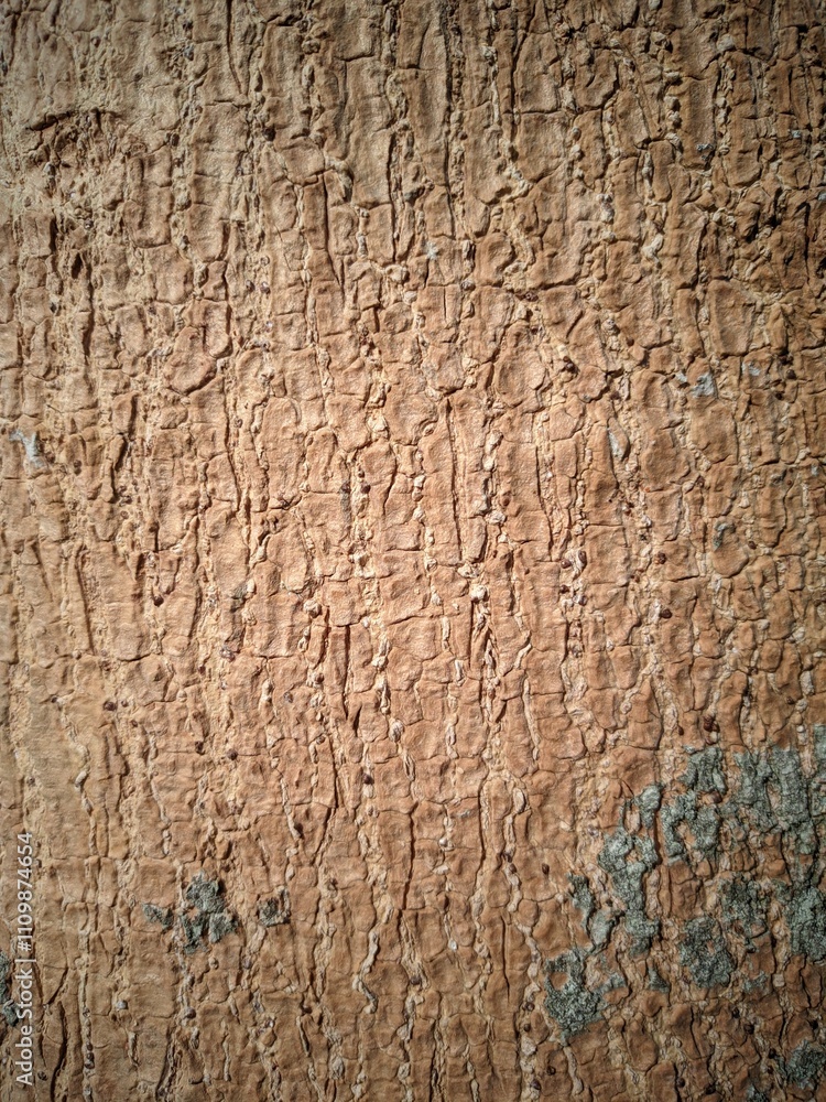 Obraz premium Close up photos of bark surfaces for background and other purposes.