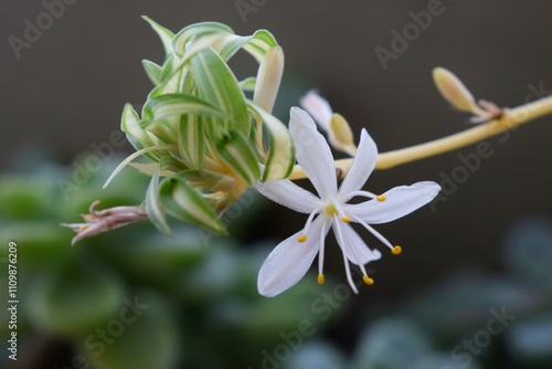 flor