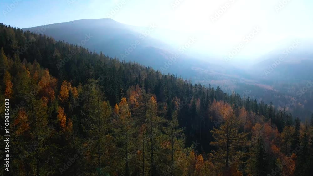 Aerial view, drone flying over trees in fall - Colorado Springs, Colorado
