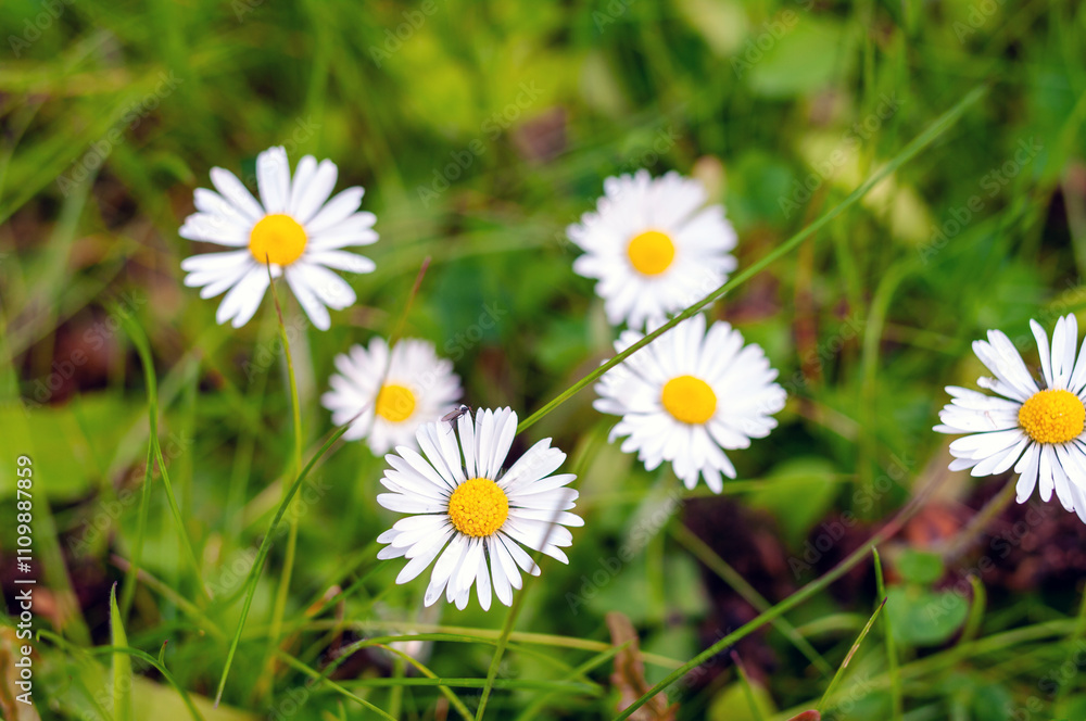 A bunch of white daisies are in a field of green grass A bunch of white daisies are in a field of green grass