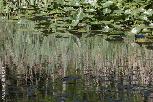 Green reeds and waterlily plants growing in a summer pond background