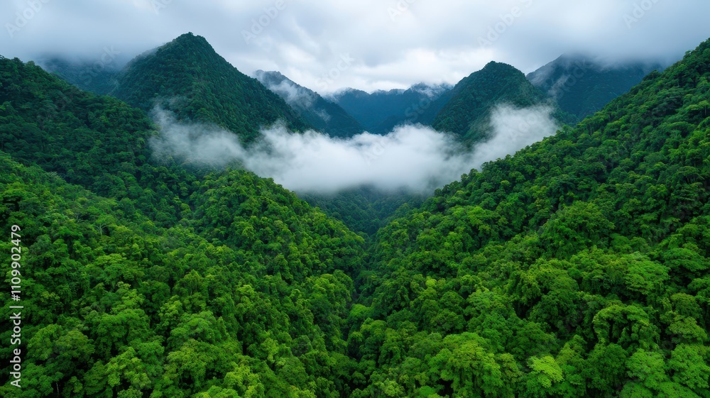 Obraz premium A peaceful valley with water vapor rising from dense vegetation, symbolizing the ecosystems natural balance