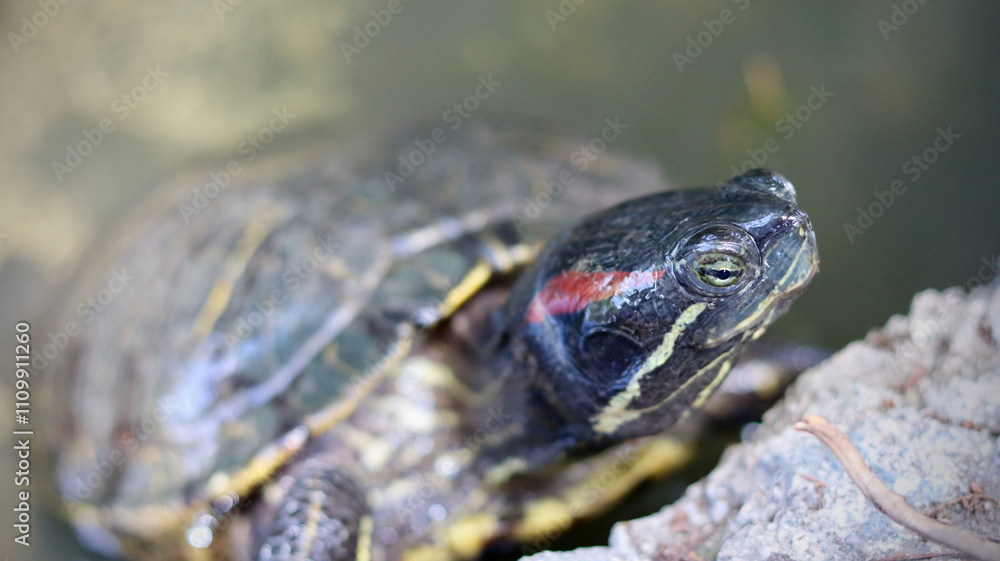 Red Eared Slider Red Eared Slider