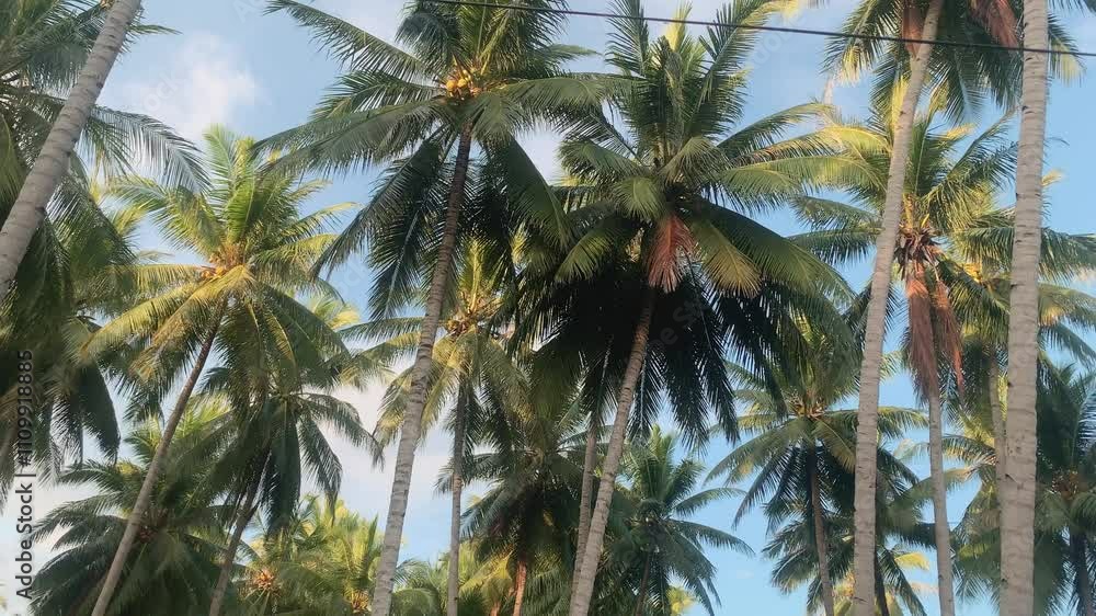 Palm Trees and Sky. A low angle view of a group of tall palm trees against a blue sky. The palm trees are in full bloom, with their green leaves reaching high above the ground. Palm Trees and Sky. A low angle view of a group of tall palm trees against a blue sky. The palm trees are in full bloom, with their green leaves reaching high above the ground.