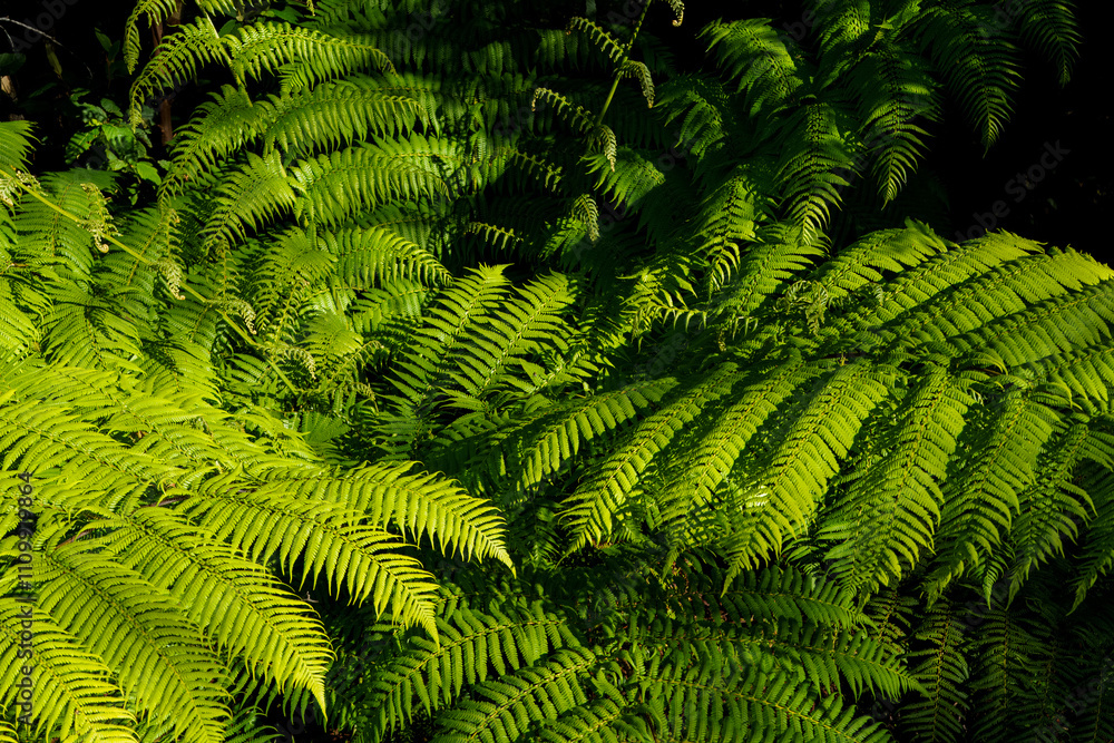 landscape shot of flora and fauna in the forest landscape shot of flora and fauna in the forest