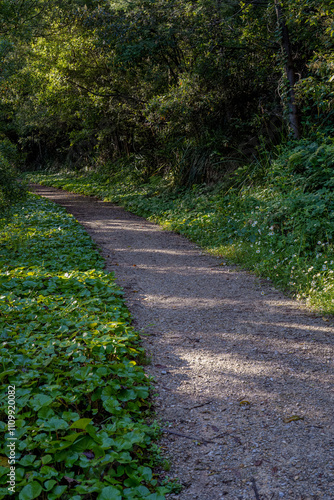 landscape shot of flora and fauna in the forest