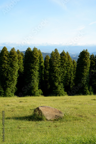 landscape shot of flora and fauna in the forest