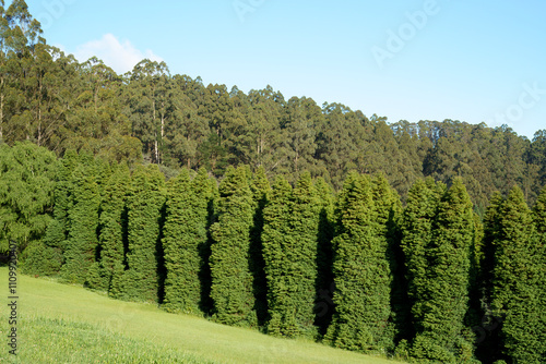 landscape shot of flora and fauna in the forest