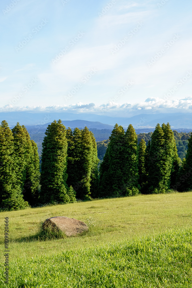 Fototapeta premium landscape shot of flora and fauna in the forest